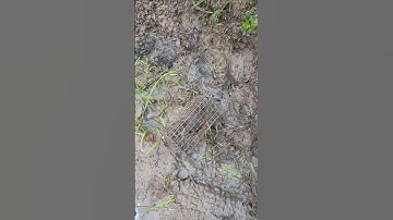 cách bẩy chuột đồng không cần mồi