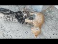 The World&#39;s Cutest Most Naughty Kittens Having Fun Together.