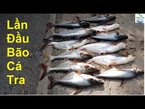 429 | Giăng câu lần đầu trúng bày cá tra P2 | Fishing
