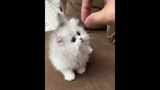 I'll Give You A Kitten #Pets #Cat #Cutcat #Cute #Shorts #Tiktok