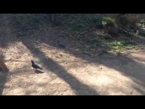 KatoKato - skysebro dzala / ზეციურო ძალა - კატო კატო