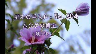 No.204_ ムクゲ（花後、冬剪定）