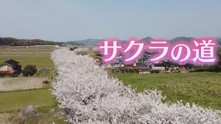 【サクラの道】倉吉市の旧国鉄倉吉線跡