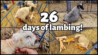 TWENTYSIX DAYS OF LAMBING! | Our complete SPRING 2022 lambing... *REVISITED!! | Vlog 613