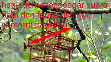 MIKAT BURUNG RAMBATAN PARUH MERAH