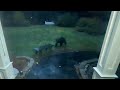 Opened the front door and there was a black bear out there