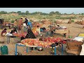 People living in the desert and their morning routine camel herders desert life style life