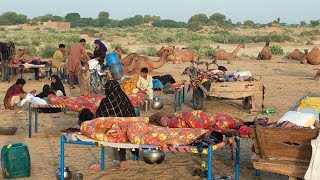 People living in the desert and their morning routine ||Camel herders desert life style #life