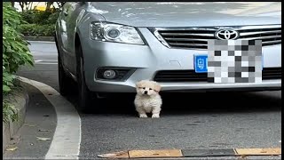 Stray puppy trembling and lying under the car  desperately sobbing and begging passersby for help