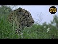 Safari en África Vivo – Viernes 1 de Marzo del 2019