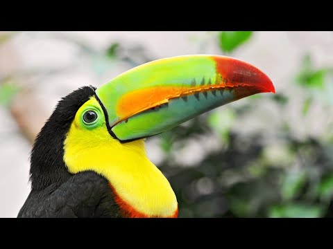 Video: Hur Länge Lever Fåglar?