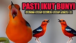Download Lagu Pasti ikut bunyi! Anis merah macet paska mabung malas bunyi putarkan ini MP3