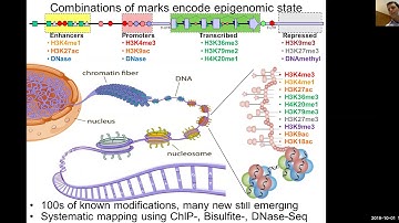 MIT CompBio Lecture 08 - Epigenomics I (Fall 