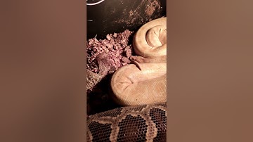 Mastering Burmese Python Handling: Pro Tips for Safe Interaction! #burmesepython #snake #burmese