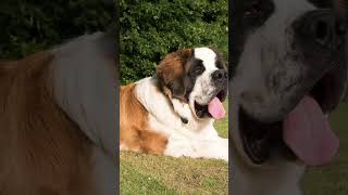 saint Bernard as pet? is it easy to keep a saint Bernard? #shorts