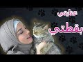 تربية القطط ١ | كل ماتريد معرفته | لوسي المشهورة