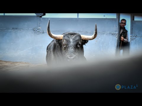 SORTEO | Corrida toros 15 mayo, El Parralejo y José Vázquez