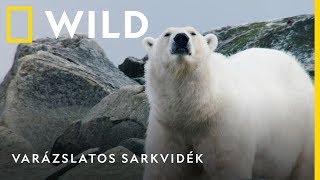 Varázslatos sarkvidék - április 14-től vasárnaponként | National Geographic WILD