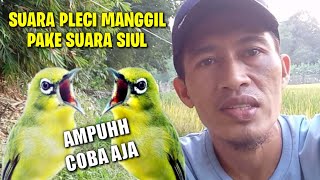 Pancingan Suara Pleci Memanggil Pake Siulan