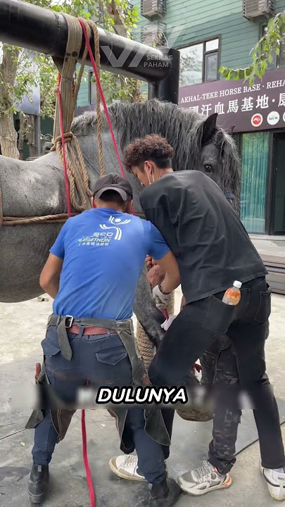 Kuda Perang Seberat 1 Ton #shorts #faktamenarik