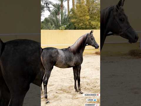الحصان العربي الجوكر