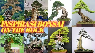 100++ kumpulan inspirasi Bonsai on the rock // inspiration for Bonsai on the rock bonsaiprospek