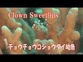 おしりフリフリ チョウチョウコショウダイの幼魚 Clown Sweetlips