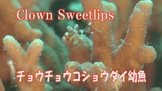 おしりフリフリ　チョウチョウコショウダイの幼魚　Clown Sweetlips