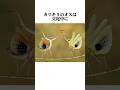 【カマキリ】の面白い雑学 #shorts #カマキリ #雑学