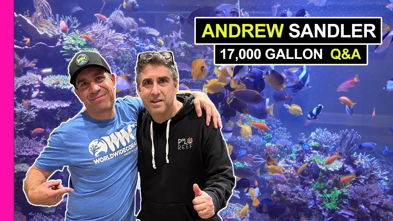America's Largest Reef Tank The Untold Truths YouTube America's Largest Reef Tank The Untold Truths YouTube