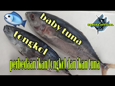 Video: Apakah ikan tuna punya sisik?