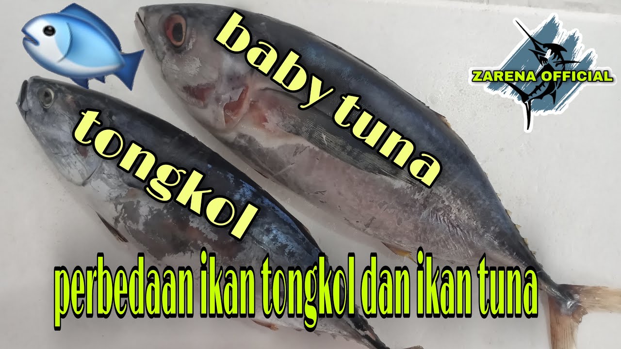CARA MEMBEDAKAN IKAN TONGKOL DAN TUNA YouTube CARA MEMBEDAKAN IKAN TONGKOL DAN TUNA YouTube