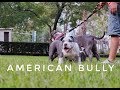 Mi nuevo american bully cachorros de 3 meses