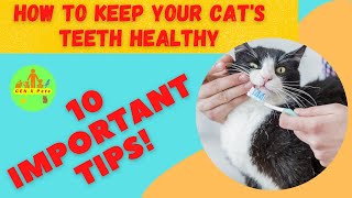 How can I care for my cat’s dental health? | Did I Cause My Cat's Tartar? by Gen X Pets 29 views 1 year ago 4 minutes, 13 seconds