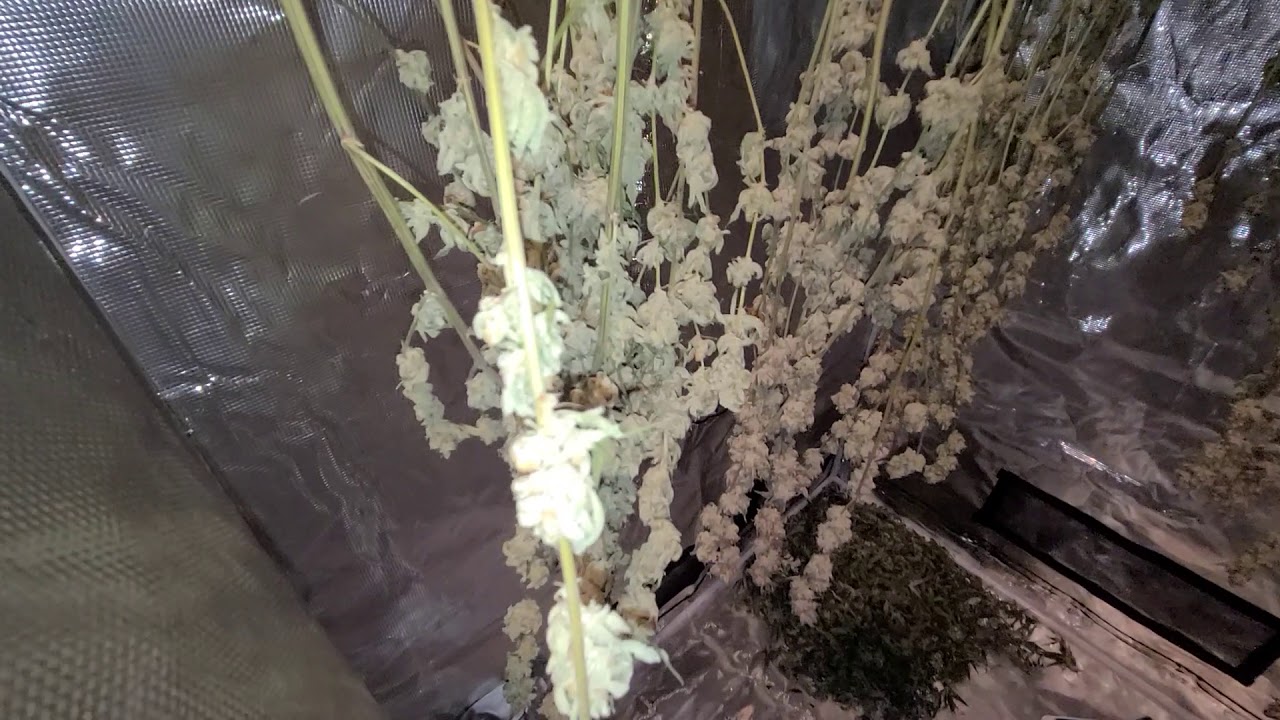 Day 9 of drying Platinum Kush Breath Remix