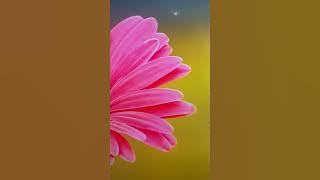 7. Al Quran https://youtube.com/@shafwanh1857?si=JGYmXdIIQsxe-EvY#trending#Alquran#