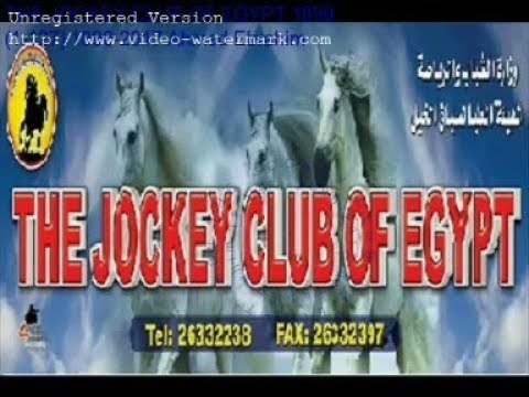 260الهيئة العليا لسباق الخيل1890 الجواد امرك غريب كاس نادى الجزيرة موسم2004 2005
