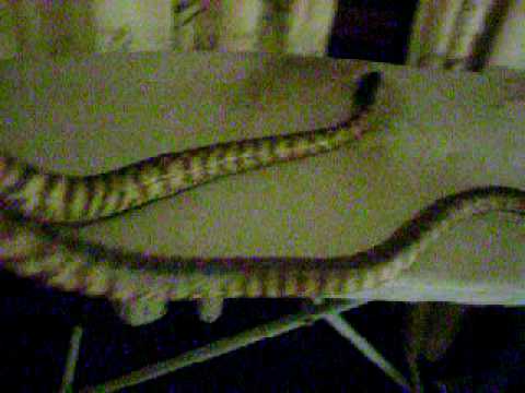 my black headed python