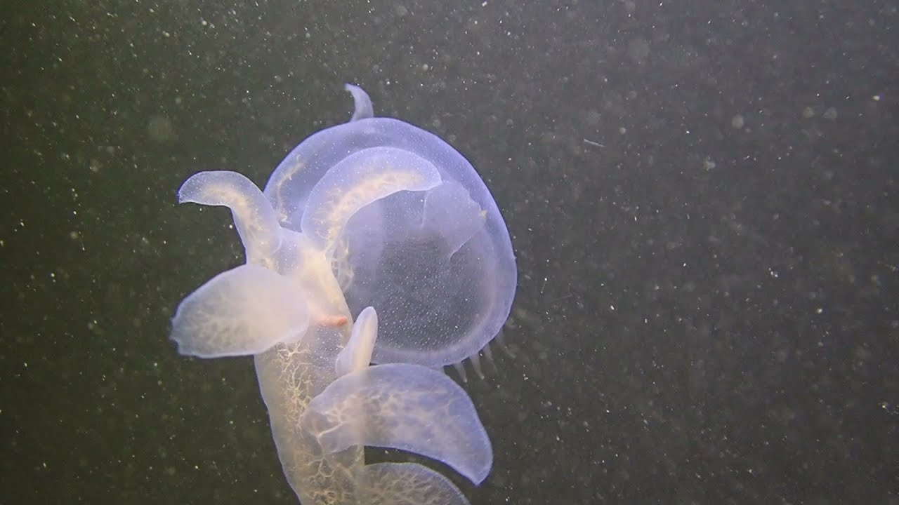Hooded nudibranch swimming
