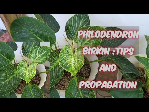 PHILODENDRON BIRKIN :BASIC CARE AND PROPAGATION TIPS