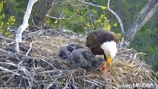 Friday Morning Breakfast Time At Minnesota DNR's Eagle Cam