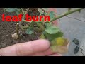 SUNDAY UPDATE 1/10/17 and leaf burn in rose