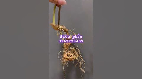 Siêu phẩm sâm rừng #sâm_ngọc_linh_rừng #sâm_ngọc_linh #sâm_lai_châu_rừng