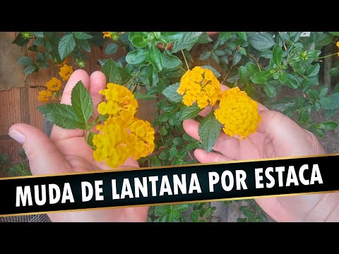 Vídeo: Propagação de Plantas de Lantana - Cultivo de Sementes e Estacas de Lantana