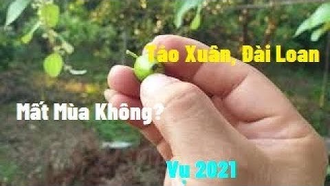 Thăm Vườn Táo Nhà Cô Ruột, Đã Mất Mùa Chưa l Nui Doi Luc Ngan 98