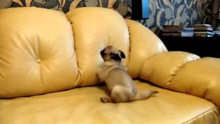 Adorable Pug Puppy Compilation!