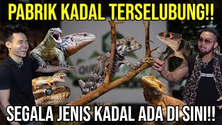 PABRIK KADAL TERSELUBUNG!! SEGALA JENIS KADAL ADA DI SINI!! #Audreykingofthejungle #indoexotic