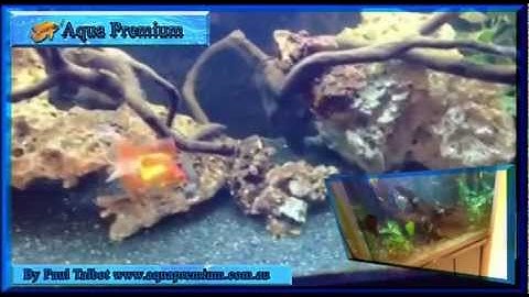 Paul Talbot talking about cloudy water in a freshwater aquarium