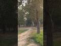 Jungle of lahore #travel #tourism #amazon #fun #nature #animals #lahore #organic #enjoy #pakistan