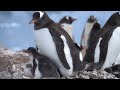 World Penguin Day